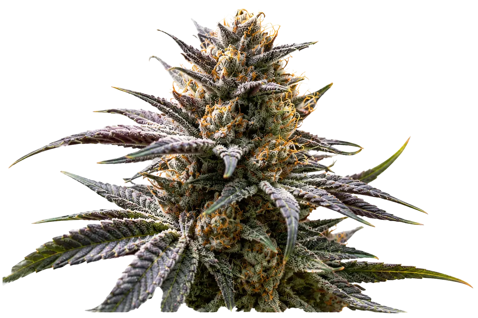 Premium cannabis flower specimen, single cola backlit on black